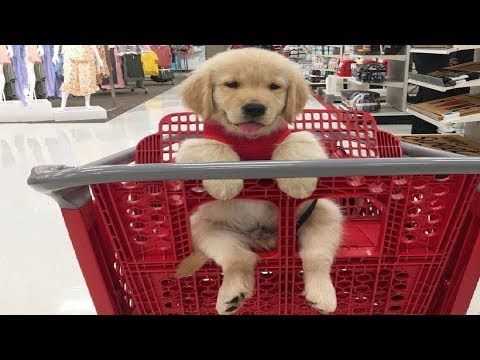 cute funny puppies