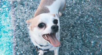 Chihuahua Shedding Natural Puppy Treats